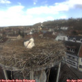 11_25-nest.jpg