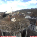 11_30-nest.jpg