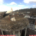 11_35-nest.jpg