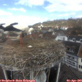 11_40-nest.jpg