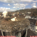 11_50-nest.jpg