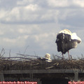 11_55-mast.jpg