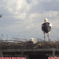 12_00-mast.jpg