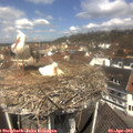 12_00-nest.jpg