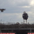 12_05-mast.jpg