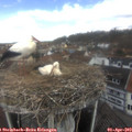 12_05-nest.jpg