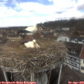 12_10-nest.jpg