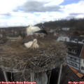 12_15-nest.jpg