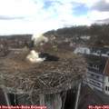 12_20-nest.jpg