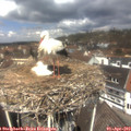 12_30-nest.jpg