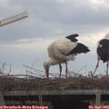 12_35-mast.jpg