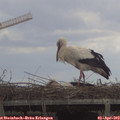 12_40-mast.jpg