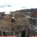 12_40-nest.jpg