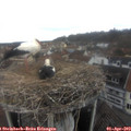 12_45-nest.jpg