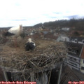 12_50-nest.jpg