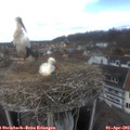 12_55-nest.jpg