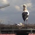 13_00-mast.jpg