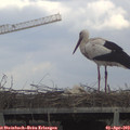 13_05-mast.jpg