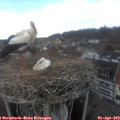 13_05-nest.jpg