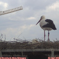 13_10-mast.jpg