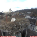 13_10-nest.jpg
