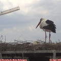 13_15-mast.jpg