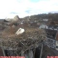 13_15-nest.jpg