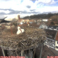 13_20-nest.jpg