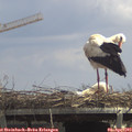 13_25-mast.jpg