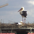 13_30-mast.jpg