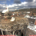 13_30-nest.jpg