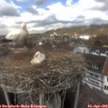13_35-nest.jpg