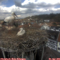 13_40-nest.jpg