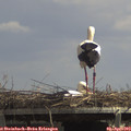 13_45-mast.jpg