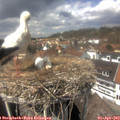 14_00-nest.jpg