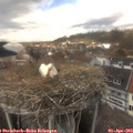14_05-nest.jpg