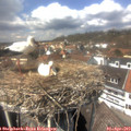 14_10-nest.jpg