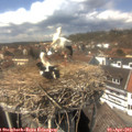 14_25-nest.jpg
