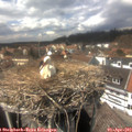 14_50-nest.jpg
