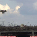 15_15-mast.jpg