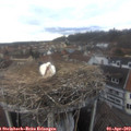 15_15-nest.jpg