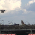 15_20-mast.jpg