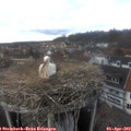 15_20-nest.jpg