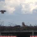 15_25-mast.jpg
