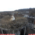 15_25-nest.jpg