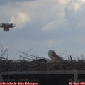 15_30-mast.jpg