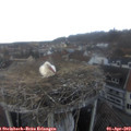 15_30-nest.jpg