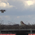 15_35-mast.jpg