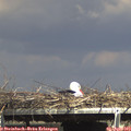 15_40-mast.jpg
