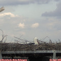 15_50-mast.jpg